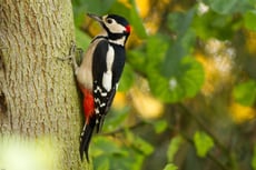 pic epeiche taille poids longevite habitat alimentation