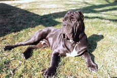 matin de naples caractere origine sante poil couleur entretien fiche chien