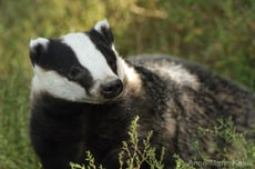blaireau taille poids longevite habitat alimentation