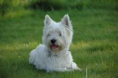west highland terrier westie caractere origine sante poil couleur entretien fiche chien