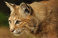 lynx roux ou bobcat