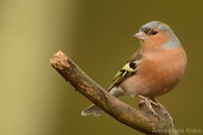 pinson des arbres taille poids longevite habitat alimentation