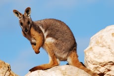 petrogale wallaby des rochers