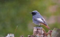 rouge queue noir taille poids longevite habitat alimentation