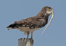 circaete jean leblanc