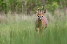 chevreuil taille poids longevite habitat alimentation
