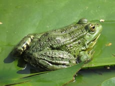 grenouille verte taille poids longevite habitat alimentation