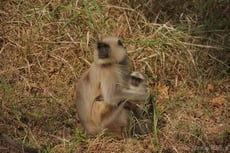langur sacre