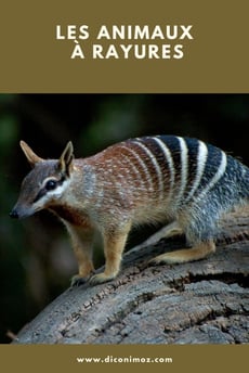 les animaux à rayures