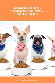 alimentation comment nourrir son chien ? 
