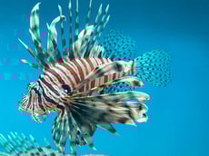 rascasse volante poids taille répartition alimentation habitat