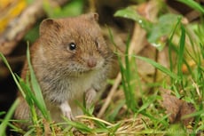 campagnol roussatre taille poids longevite habitat alimentation