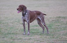 braque allemand caractere origine sante poil couleur entretien fiche chien