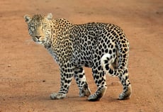 leopard panthere d'afrique