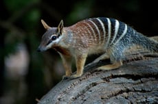 numbat