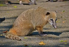 coati