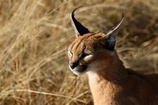caracal lynx du desert