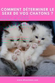 comment déterminer le sexe de vos chatons ?