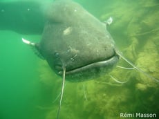 silure glane poids taille répartition alimentation habitat