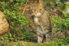 chat sauvage taille poids longevite habitat alimentation