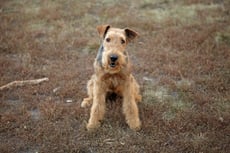 Airedale terrier comportement origine histoire caractere poil entretien