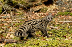 genette commune taille poids longevite habitat alimentation