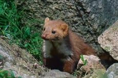 fouine taille poids longevite habitat alimentation