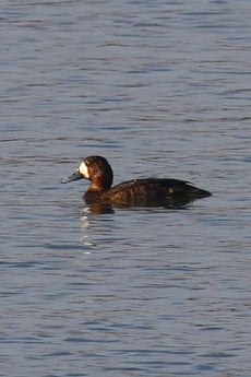 Bergenten Weibchen im Übergangskleid ( Aythya marila) Fotos:Michael Herzig