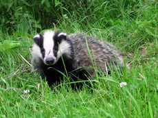 Badger detterent information