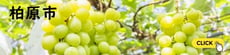柏原市