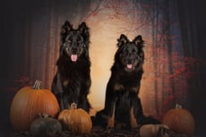 hundeschule-randenblicks Webseite!