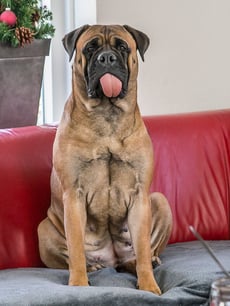 The Peatcutter's Xcuse My French ♀