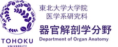 organ-anatomy-med-tohoku ページ！