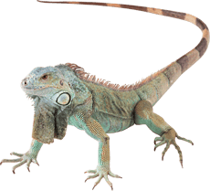 Image animaux detourée transparent sur fond blanc iguane vert png