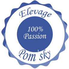 Sandra Elevage Pomsky Pomeranian