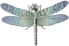 DragonflyArt - Schmuck aus Polymer Clay