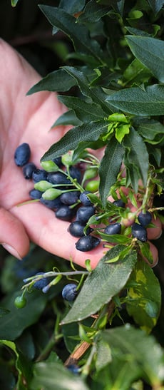 Foto @ Harries Plantdesign