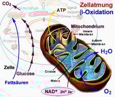 ConCoach: Mitochondrien-Medizin