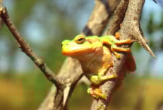 Laubfroschweibchen, Foto: E. Andrä