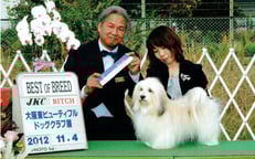 ハバニーズ ブリリアントハバニーズ ドッグショー