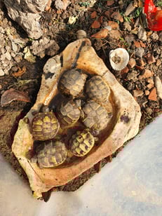 Seit dem Jahr 2015 dank dem Klimawandel möglich: natürliches Vermehren von Schildkröten in unserem Garten