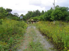 作業小屋も建ち、養蜂植物のピッコンやユーカリが育ち、緑豊かになりました。