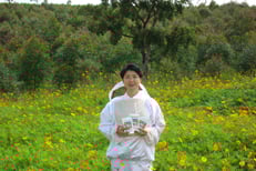 黄色コスモスも毎年一面黄色い絨毯を広げています。