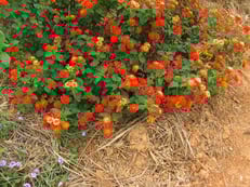 ハーブの花も成長。