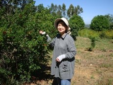 ４本植えたアセロラにたくさんの実がつきました。