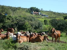 背中のこぶが特徴の牛を何千頭と飼育しています。Granja Do Carlosの牛は品評会で何度となく入選しています。