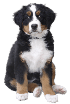 Image animaux detourée transparent sur fond blanc chien bouvier bernois png