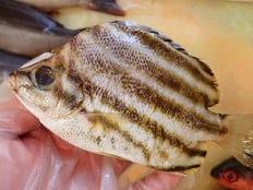 カゴカキダイ　五島列島の魚　未利用魚