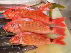 ホウライヒメジ　五島列島の魚　未利用魚