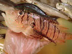 ミノカサゴ　五島列島の魚　未利用魚